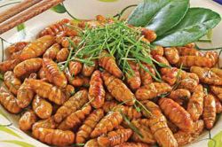 Cách chế biến món ngon từ nhộng tằm