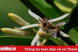 Nuôi ong dưới tán rừng sú vẹt