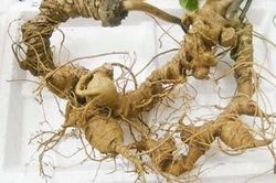 Tam thất trị sốt xuất huyết