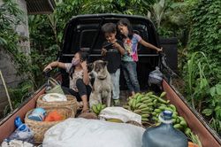 Bali lao đao vì Covid-19, nhân viên khách sạn về làm nông, bắt ngao