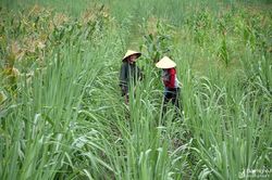 Công ty CP Mía đường Sông Con đồng hành cùng nông dân chăm sóc mía trong nắng nóng
