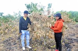 Vợ chồng trẻ ở Nghệ An khóc ròng vì vườn cam sắp thu hoạch bị cháy rụi