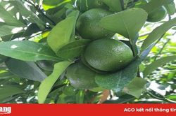 Hiệu quả từ giống chanh bông tím