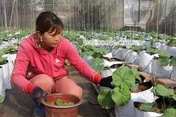 Phụ nữ Mộc Châu giúp nhau làm giàu