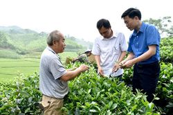 Khôi phục xuất khẩu chè
