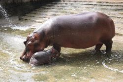 Hà Nội: Sẽ sửa chữa, cải tạo chuồng thú trong vườn bách thú