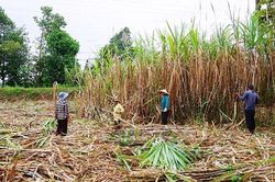 Vị đắng mía đường