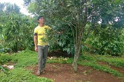 Phát triển rừng bằng những loại cây nông lâm kết hợp