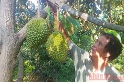 Bất ngờ vườn sầu riêng trĩu quả ở Quảng Trị