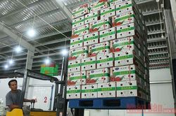 Doanh nghiệp bao tiêu 3.500 tấn thanh long ruột đỏ ở Long An