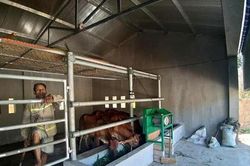 Cân cảnh những căn 'biệt thự' cho bò giá 236 triệu đồng ở Nghệ An