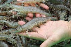 Cách chọn tôm không hóa chất: Nhìn đúng một điểm, mua 10 con ngon cả 10