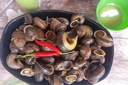 Chị em rỉ tai nhau lùng mua loài ốc lạ thơm mùi thuốc Bắc