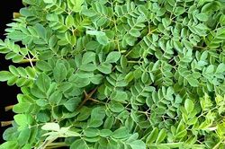 Những loại rau gây sảy thai, sinh non mẹ bầu tuyệt đối không nên ăn