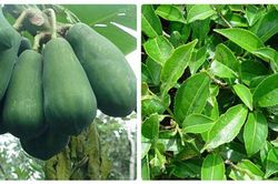 Nấu đu đủ với lá trà xanh lấy nước uống điều trị được căn bệnh nan y khó chữa này
