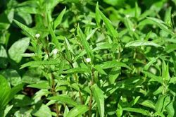 Tiết lộ loại cỏ mọc dại đầy ở Việt Nam được mệnh danh là 'thần dược trời ban', có khả năng tiêu diệt tế bào ung thư