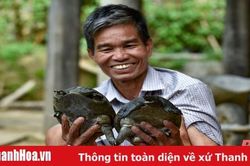 Cựu chiến binh làm giàu từ mô hình nuôi ba ba trong bể xi măng