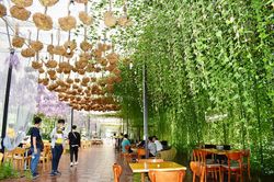 Hoa Nhật Bản ở F - Cánh đồng hoa Đà Lạt