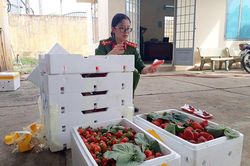 Thu giữ 3,5 tấn dâu tây không có nguồn gốc