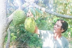 Thu tiền tỉ từ vườn sầu riêng ở Vĩnh Thủy