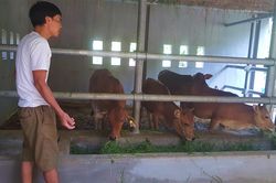 Chủ sống trong nhà tranh, bò ở chuồng bê tông 230 triệu