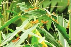 Châu chấu từ Trung Quốc tràn sang gây hại tại Điện Biên, Cục Bảo vệ thực vật nói gì?