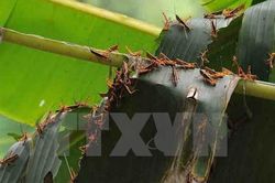 Cục Bảo vệ thực vật thông tin về đàn châu chấu đang gây hại ở miền núi phía Bắc