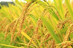 Giá lúa gạo ngày 24/07: Giá lúa giảm, giá gạo tăng nhẹ từ 50 - 100 đồng/kg