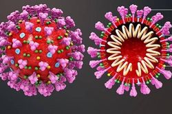SARS-CoV-2 biến hình từ vương miện thành kẹp tóc để 'lừa' hệ miễn dịch của con người