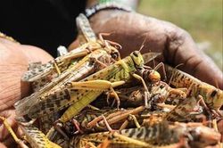 Dùng máy bay diệt 'giặc' châu chấu ở Điện Biên
