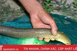 Cá chình hoa mở ra hướng đi mới trong nuôi thủy sản ở thị xã Kỳ Anh
