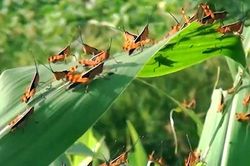 Đàn châu chấu từ Trung Quốc tràn sang Điện Biên có đáng lo ngại?