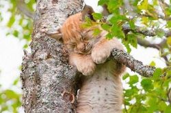 Kinh ngạc khả năng ngủ trên cây tài tình của những chú mèo