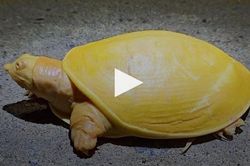 Clip: Chú rùa bạch tạng toàn thân vàng óng bất thường