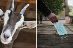 Ấn Độ: Một con dê bị cảnh sát bắt vì tội không đeo khẩu trang ở nơi công cộng