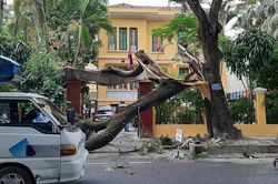 Hải Phòng: Cành phượng già gãy đổ đè bẹp xe hơi