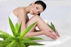 Đây là lý do trong nhà bạn nên trồng ngay cây nha đam