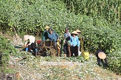 Liên Hòa mở rộng diện tích cây gai xanh