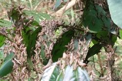 Sử dụng thiết bị bay không người lái ứng phó với đàn châu chấu khổng lồ?