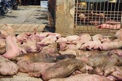 Thừa Thiên Huế: Phát hiện 86 con lợn chết bốc mùi ngay trước cửa lò mổ