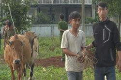 Gã trai trộm bò, thuê xe chở từ Khánh Hòa lên Đắk Lắk bán