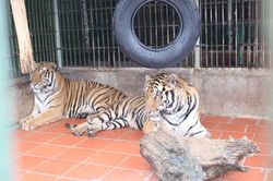 Ra mắt phim ngắn 'Xấu hổ vì cao hổ' kêu gọi bảo vệ 'ông ba mươi'