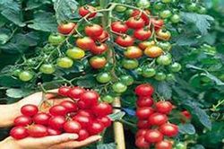 Kỹ thuật trồng cà chua bi cho thu hoạch hàng trăm quả mỗi ngày