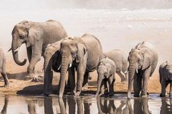 Giải mã nguyên nhân khiến loài voi không biết nhảy