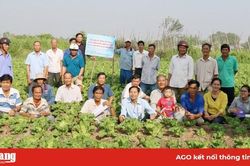 Giúp nông dân ứng dụng khoa học - kỹ thuật vào sản xuất
