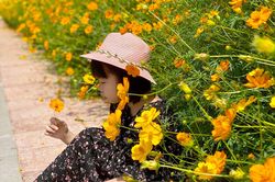 Dìu dịu phố hoa