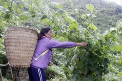 Quả su su Sa Pa đầu vụ được giá