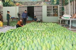 Đẩy mạnh phát triển cây ăn quả theo quy trình VietGAP