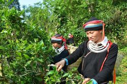 Nơi đại ngàn Pác Củng