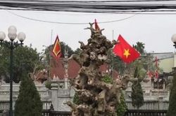 Phôi cây sanh như khúc củi khô nhưng có giá tiền tỷ